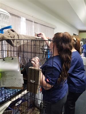 students helping at the Feline Center 